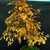Gerald Rainville Dawn Redwood Bonsai – with Character Trunk In Grow Pot No. 22501