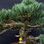 Imported Japanese White Pine Bonsai – Hand Selected in Japan (2023) No. 12816)