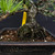 35+ Year Old Japanese Black Pine Bonsai – Rooted Strength, Gerald Rainville Grown No. 15312