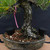 35+ Year Japanese Black Pine in One-of-a-Kind Bruce Lenore Wood-Fired Pot (Infamous Return Story)