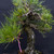 35+ Year Japanese Black Pine in One-of-a-Kind Bruce Lenore Wood-Fired Pot (Infamous Return Story)