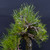 35+ Year Japanese Black Pine in One-of-a-Kind Bruce Lenore Wood-Fired Pot (Infamous Return Story)