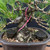 Compact Japanese Black Pine — Mature Trunk, Balanced Structure (35+ Years)