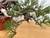 35 Year Old Exposed Root Japanese Black Pine in a Tokoname Grow Pot (No. 15821)