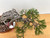 35 Year Old Exposed Root Japanese Black Pine in a Tokoname Grow Pot (No. 15821)