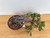 35 Year Old Exposed Root Japanese Black Pine in a Tokoname Grow Pot (No. 15821)