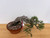 35 Year Old Exposed Root Japanese Black Pine in a Tokoname Grow Pot (No. 15821)