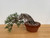 35 Year Old Exposed Root Japanese Black Pine in a Tokoname Grow Pot (No. 15821)