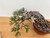 35 Year Old Exposed Root Japanese Black Pine in a Tokoname Grow Pot (No. 15821)