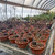 NEBG Seed Germination & Propagation Kit – Everything You Need to Start Growing Bonsai