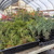 NEBG Seed Germination & Propagation Kit – Everything You Need to Start Growing Bonsai