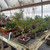 NEBG Seed Germination & Propagation Kit – Everything You Need to Start Growing Bonsai