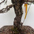 'Nishiki' Japanese Black Pine in a Ceramic Bonsai Pot (No. 17228)