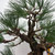 'Nishiki' Japanese Black Pine in a Ceramic Bonsai Pot (No. 17228)