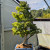 Dwarf sharp's pygmy Japanese Maple in a Yixing Glazed Pot (No. 15099)