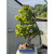 Dwarf sharp's pygmy Japanese Maple in a Yixing Glazed Pot (No. 15099)