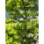 Dwarf sharp's pygmy Japanese Maple in a Yixing Glazed Pot (No. 15099)
