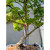 Dwarf sharp's pygmy Japanese Maple in a Yixing Glazed Pot (No. 15099)