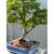 Dwarf sharp's pygmy Japanese Maple in a Yixing Glazed Pot (No. 15099)