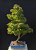 Dwarf sharp's pygmy Japanese Maple in a Yixing Glazed Pot (No. 15099)