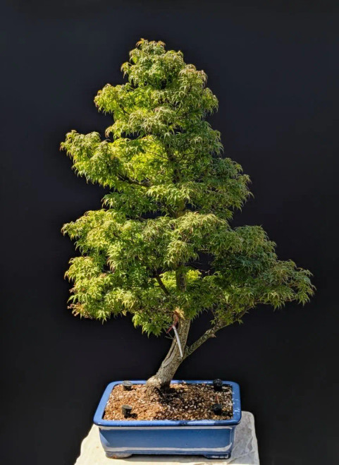 Dwarf sharp's pygmy Japanese Maple in a Yixing Glazed Pot (No. 15099)