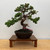 --SOLD OUT-- All-Inclusive Juniper “Karate Kid” Basics Workshop