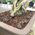 Omakase Japanese Bonsai Fertilizer Pellets - Great for Indoor Bonsai