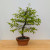 Persimmon 'Suien' in a 11" Tokoname Grow Pot - No. 17740