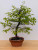 Persimmon 'Suien' in a 11" Tokoname Grow Pot - No. 17740