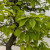 Persimmon 'Suien' in a 11" Tokoname Grow Pot - No. 17740