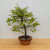 Persimmon 'Suien' in a 11" Tokoname Grow Pot - No. 17740