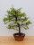 Persimmon 'Suien' in a 11" Tokoname Grow Pot - No. 17740