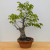 Persimmon 'Wild Mountain Variety' in a 13" Tokoname Grow Pot (IN-STORE PICKUP ONLY) - No. 17686