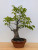 Persimmon 'Wild Mountain Variety' in a 13" Tokoname Grow Pot (IN-STORE PICKUP ONLY) - No. 17686