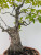 Persimmon 'Wild Mountain Variety' in a 13" Tokoname Grow Pot (IN-STORE PICKUP ONLY) - No. 17686