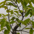 Persimmon 'Wild Mountain Variety' in a 13" Tokoname Grow Pot (IN-STORE PICKUP ONLY) - No. 17686