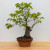 Persimmon 'Wild Mountain Variety' in a 13" Tokoname Grow Pot (IN-STORE PICKUP ONLY) - No. 17686