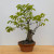 Persimmon 'Wild Mountain Variety' Tree
