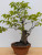 Persimmon 'Wild Mountain Variety' in a 13" Tokoname Grow Pot (IN-STORE PICKUP ONLY) - No. 17686