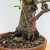 Persimmon 'Wild Mountain Variety' in a 13" Tokoname Grow Pot (IN-STORE PICKUP ONLY) - No. 17686