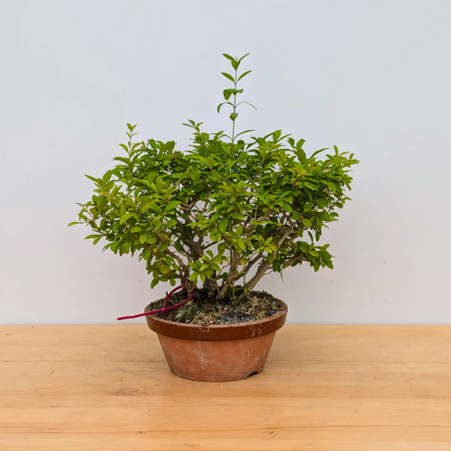 Clump Style Privet 'Kabudachi' in a 8"Grow Pot (No. 17705)