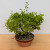 Clump Style Privet 'Kabudachi' in a 8"Grow Pot (No. 17705)