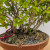 Clump Style Privet 'Kabudachi' in a 8"Grow Pot (No. 17705)