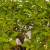Clump Style Privet 'Kabudachi' in a 8"Grow Pot (No. 17705)