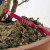 Clump Style Privet 'Kabudachi' in a 8"Grow Pot (No. 17705)