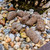 Japanese Flowering Fertilizer for Bonsai in Pellet Form