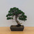 Shimpaku Juniper "Kishu" in an Unglazed Ceramic Pot (No. 18674)