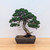 Shimpaku Juniper "Kishu" in an Unglazed Ceramic Pot (No. 18674)