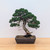 Shimpaku Juniper "Kishu" in an Unglazed Ceramic Pot (No. 18674)