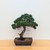 Shimpaku Juniper "Kishu" in an Unglazed Ceramic Pot (No. 18674)